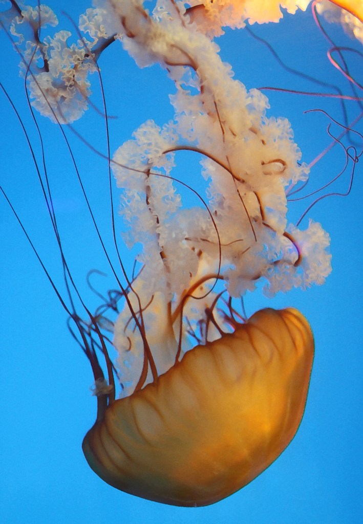 Stylized Jelly_Dry Brush