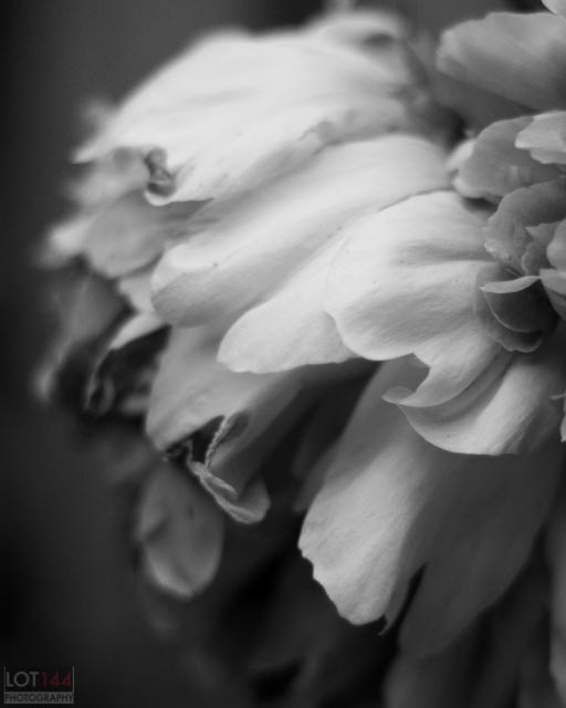 Peony-1