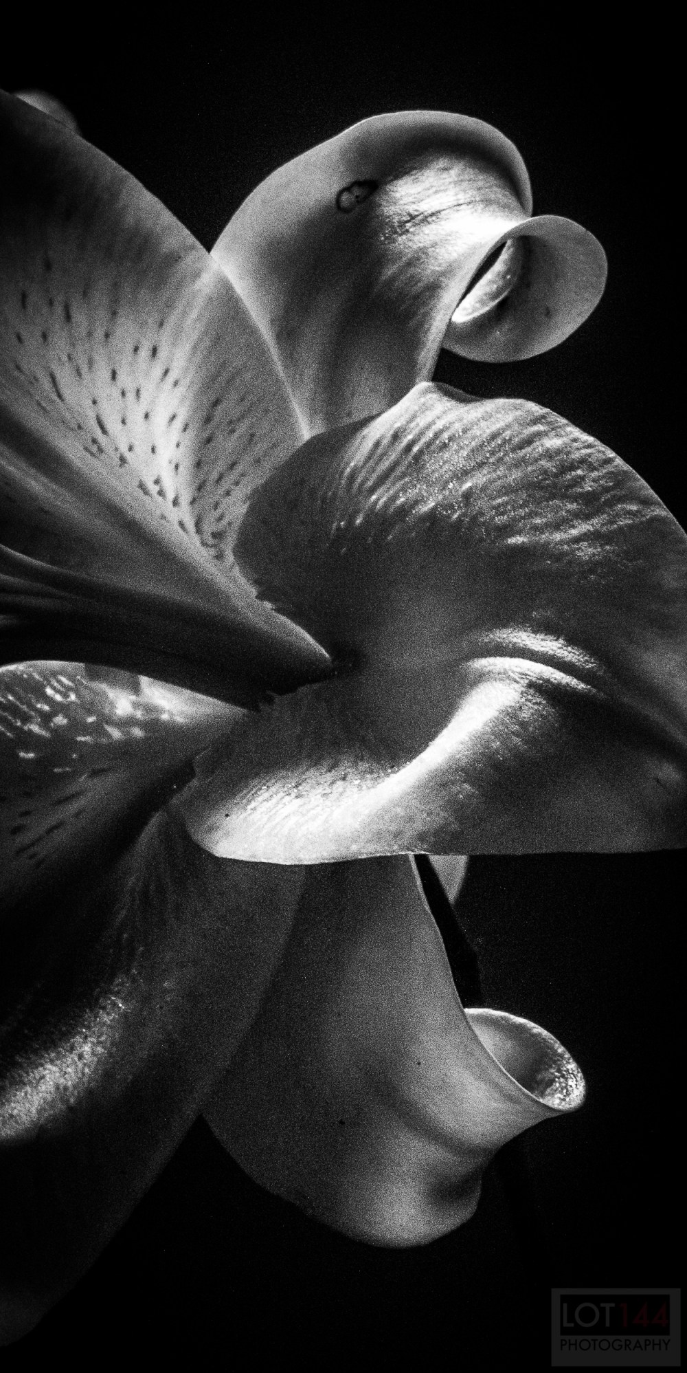 Lily from garden_grunge